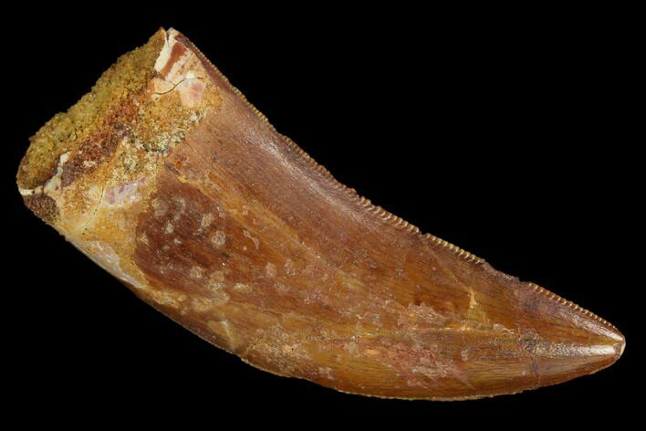 Serrated, Carcharodontosaurus Tooth - Kem Kem Beds #127161
